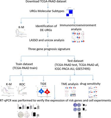 Frontiers | Establishment And Validation Of A Ubiquitination-related ...